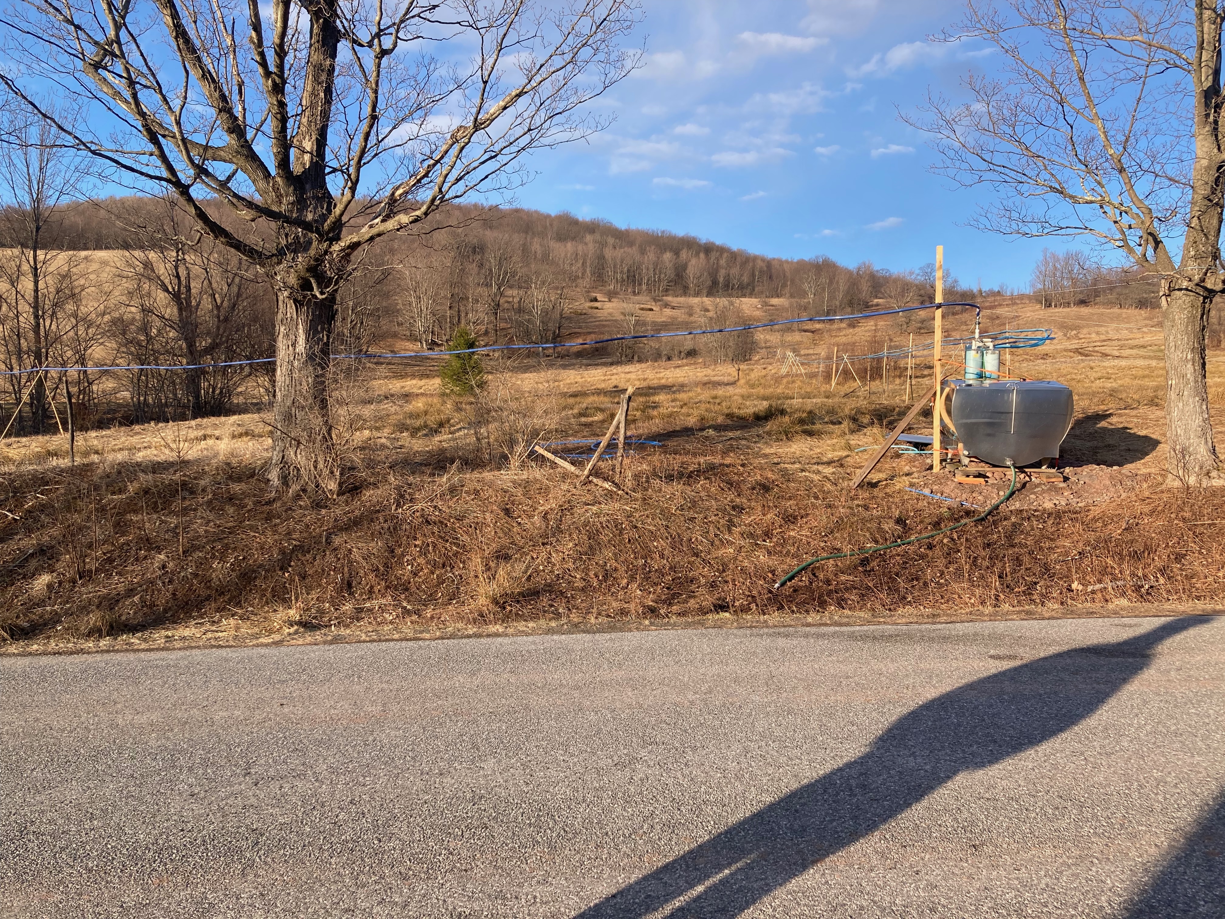 Maple trees in late winter